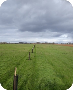 Parcelle plantée en agroforesterie en janvier 2020