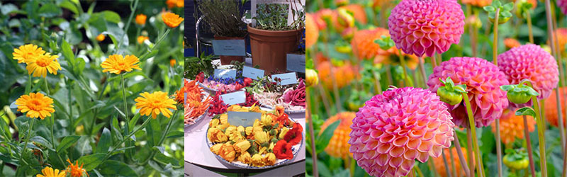 Fleurs séchées comestibles - Fleurs en Mêlée à Saint Herblain