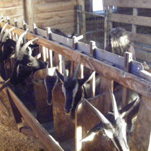 vignette de la ferme du maine sur jard