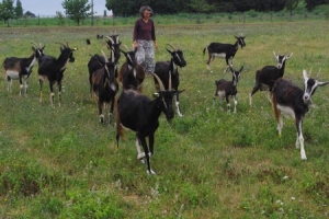 La Ferme du Maine sur Jarde