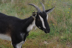 La Ferme du Maine sur Jarde